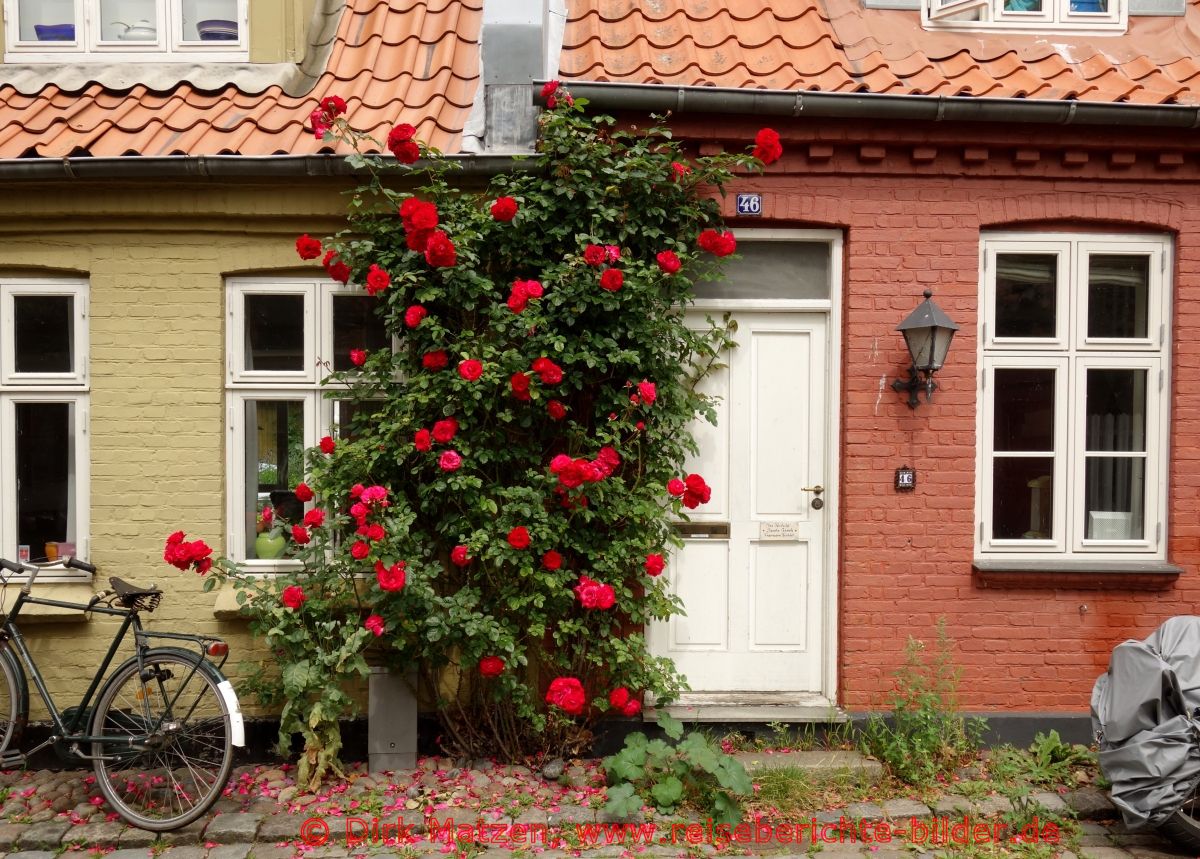 Aarhus, Mllestien, Rosenstrauch