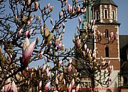 Krakau, magnolienbaum auf wawel