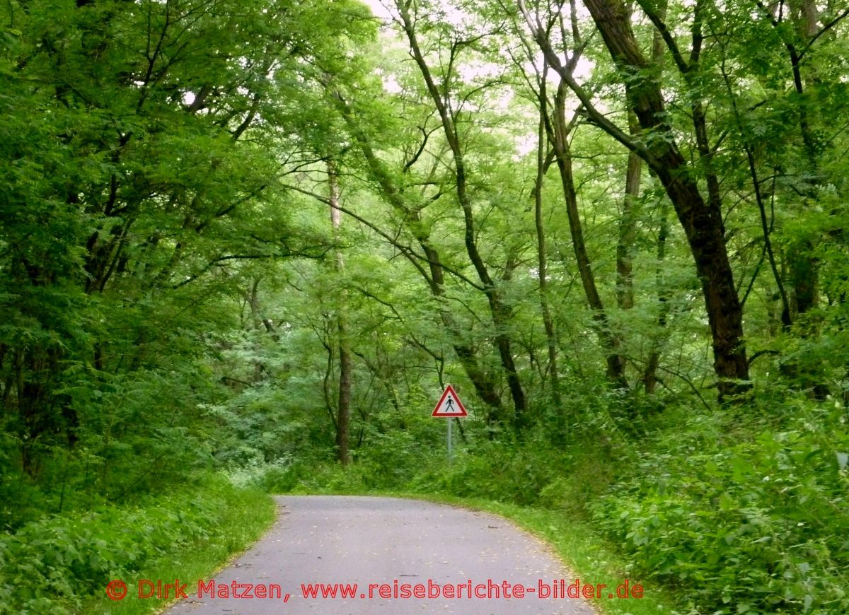 Oderbruchbahn-Radweg, Radweg im Wald