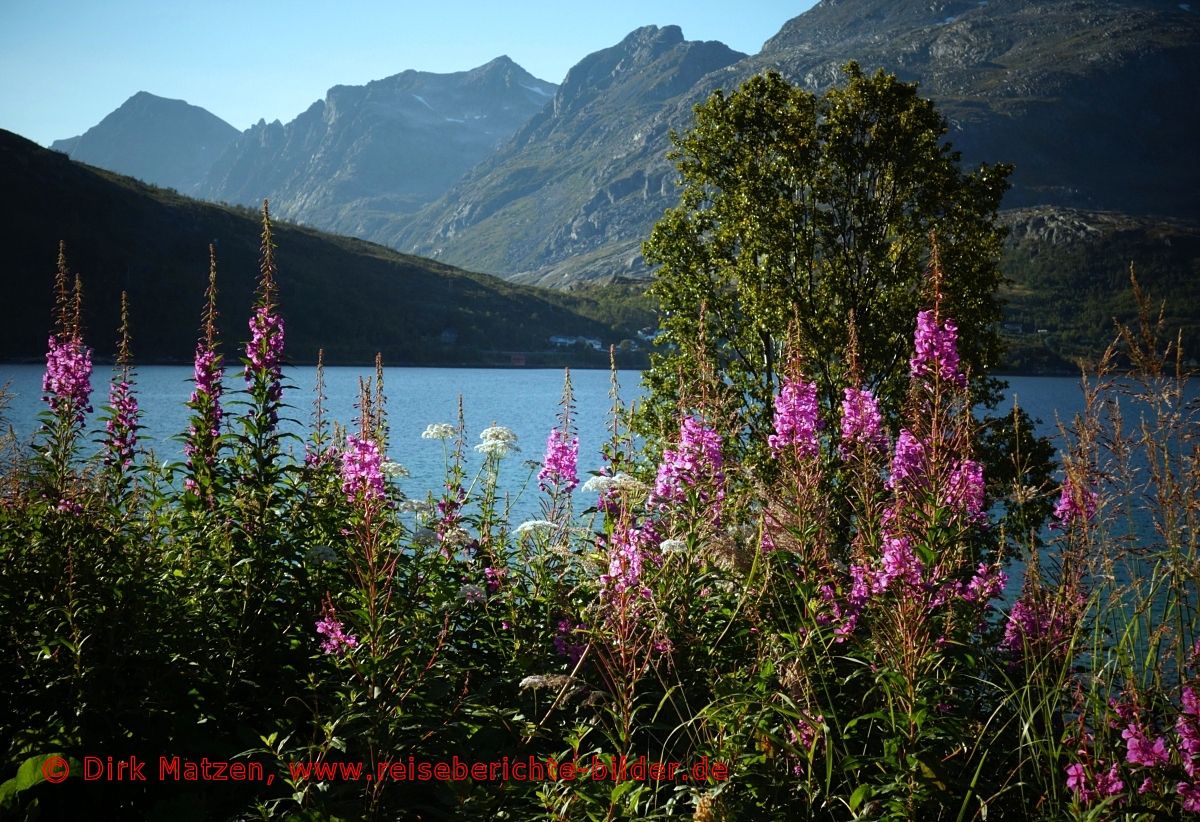 Blumen am Kaldfjorden